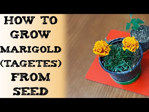 How to grow marigold flower tagetes Studentenblumen aussäen sembrar Tagetes गेंदा 万寿菊 Бархатцы