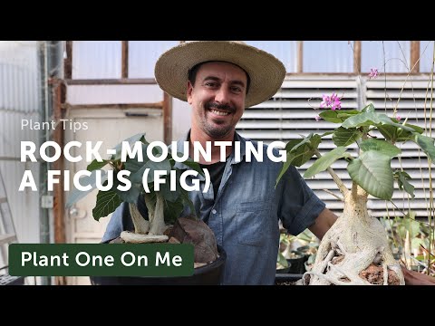 Rock-Mounting Your FICUS Petiolaris — Ep. 335