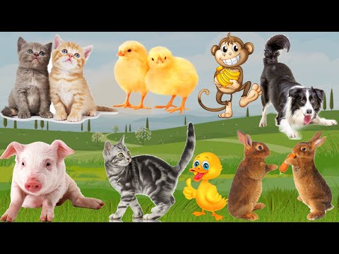 Cute little animals: Puppies, Kittens, Chicks, Bunnies, Piglets, Birds...Explore animals