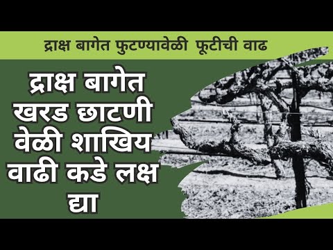 द्राक्ष बागेत खरड छाटणी वेळी शाखिय  वाढी कडे  लक्ष द्या | branch growth during rough pruning