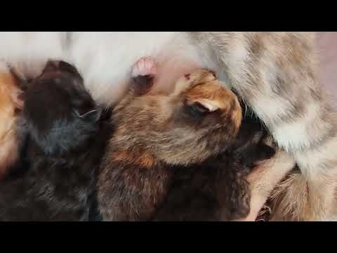 ママのミルクを飲む生後1日の子猫 One-day-old kittens drinking mama's milk