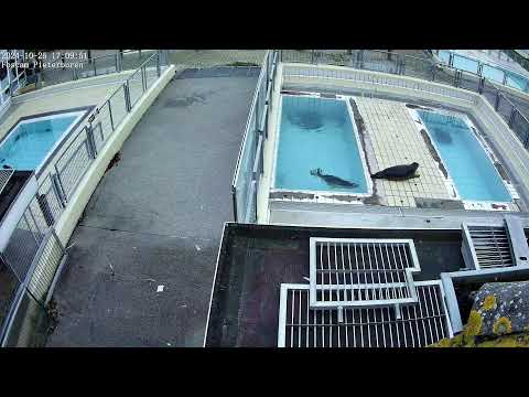 Seals live (4K) - Phase 2 @ Seal Rehabilitation and Research Centre (Pieterburen, The Netherlands)