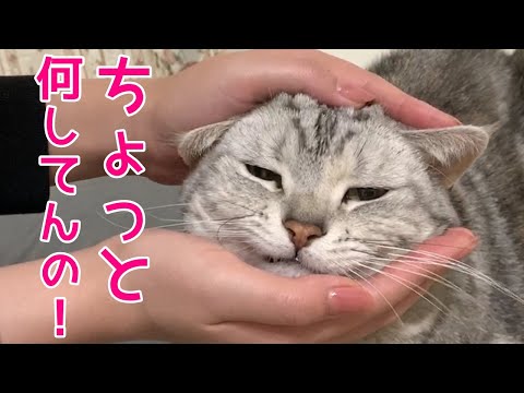 猫のハンバーガー出来上がり！関西弁おしゃべりペット