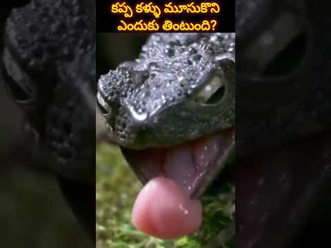 కప్ప🐸కళ్ళు మూసుకొని ఎందుకు తింటుంది? #shorts #ytshots #facts