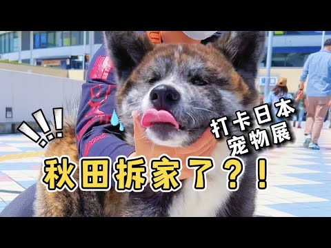 在這裡輸入要轉換的內容秋田犬拆起家來誰也不服！日本棒球場狗狗大會！