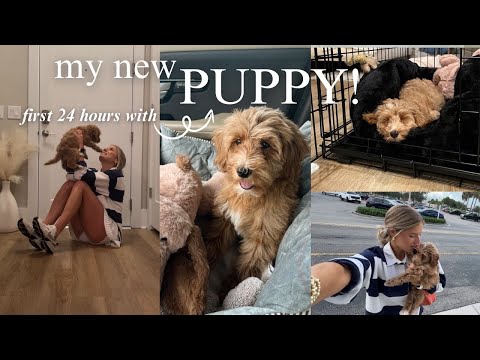 VLOG: I GOT A PUPPY! + the first 24 hours & storytime!