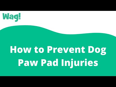 How to Prevent Dog Paw Pad Injuries | Wag!