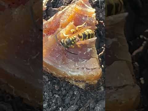 Yellow jackets attack to cook meat.