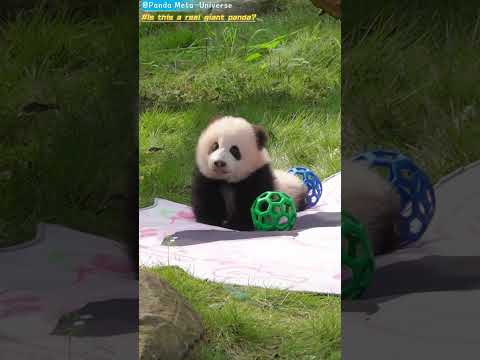 这是真的大熊猫？ Is this a real giant panda? #panda #cute #funny #redpanda #giantpanda