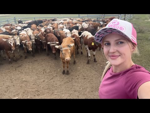 Catie On Her Farm Charlie The Dog And Rodeo Day Sunsets Horses Cattle And Kangaroos