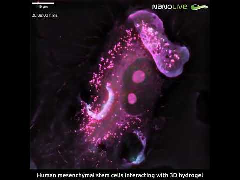 Human Mesenchymal Stem Cell interacting with 3D hydrogel #biotechnology