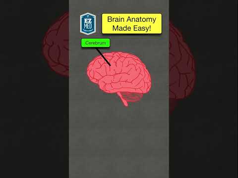 🔥 Anatomy & Functions of the Brain Explained in 60 Seconds! [Nursing, NCLEX Made Easy]