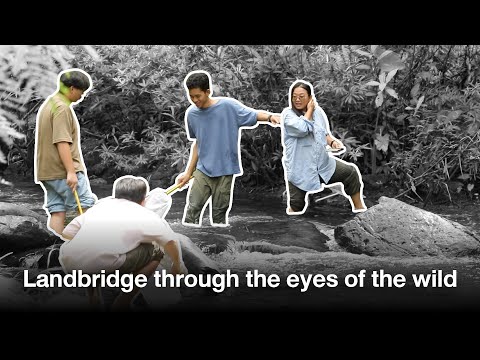 Landbridge through the eyes of the wild