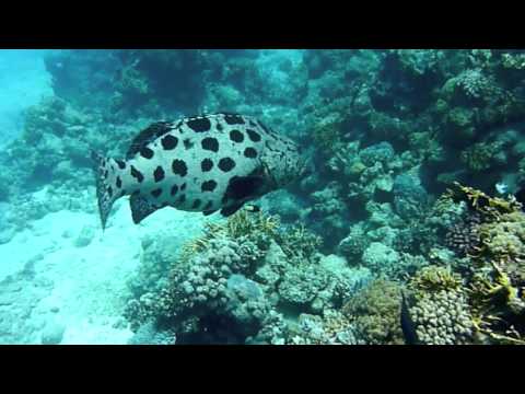 Dive the Great Barrier Reef - Ribbon Reefs ( Steve's Bommie and Cod Hole)