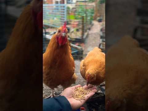 Buff Orpington #chicken  #shorts