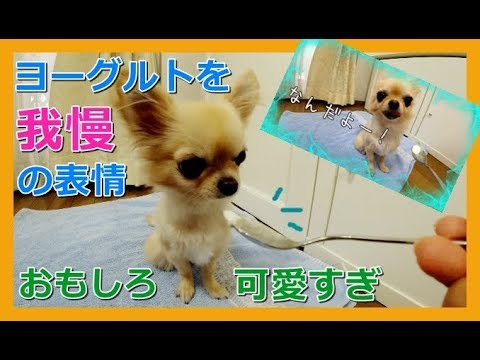 【フェイントかけられ】ヨーグルトを我慢する表情🐶おもしろ可愛すぎ😆チワワ～Cute and funny expression🐶Chihuahua