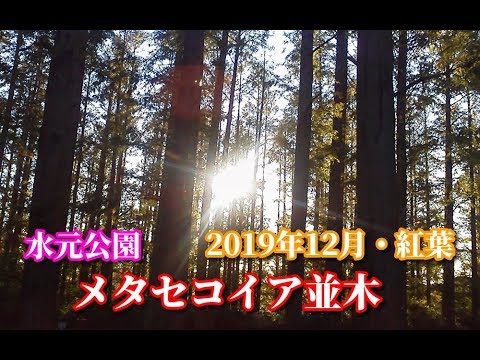 水元公園　メタセコイア並木の紅葉2019