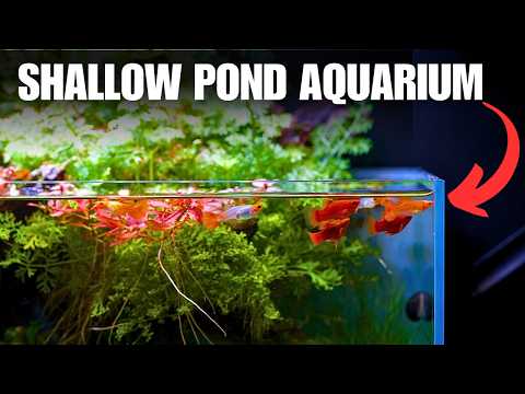 I Made An INDOOR POND AQUARIUM For Beautiful Guppies! Step By Step Tutorial