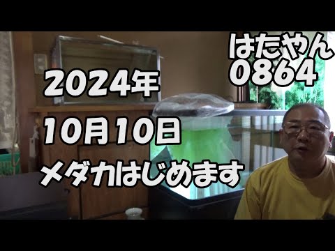 ２０２４年１０月１０日、メダカはじめます。６０ｃｍ水槽と９０ｃｍ水槽の２つで、室内飼育でスタートします。（再放送　はたやんドットコムメダカ）