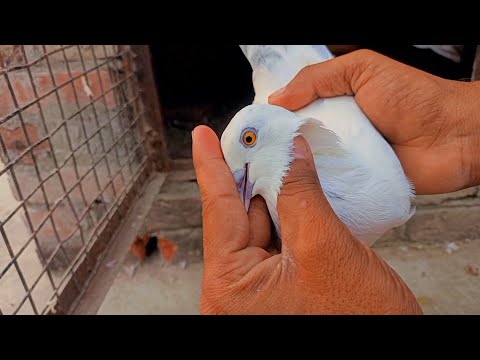 Beautiful pigeons || kabutar world vlog video || farming pigeons #pigeon #farming #viral