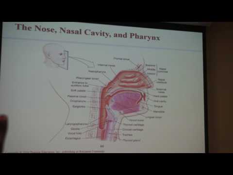 Respiratory System.