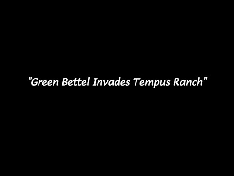 Green Bettel from Glikton 6 Debuts at Tempus Ranch