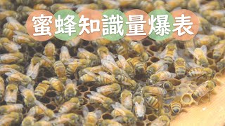 蜜蜂無裝備近觀賞👀爆棚知識量🧠蜂之谷養蜂場 honey bee knowledge