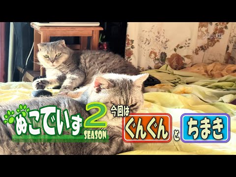 【猫じゃらしがすきな猫はいませんか】あさからにゃんにゃ