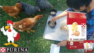 Purina Start & Grow Medicated Chicken Feed Review