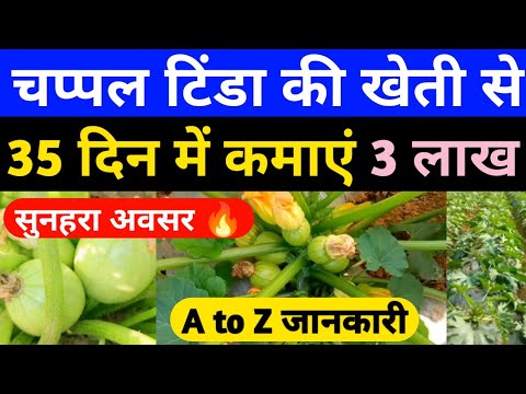 चप्पल टिण्डा की खेती से मात्र 35 दिन में कमाये 3 लाख रुपये।chappal Tinda ki kheti।chappal kaddukheti