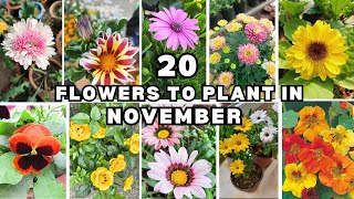 20 Best flowering plants, you must Grow in November and December // Must Buy flower 🌺🌻🌹🌷Plants