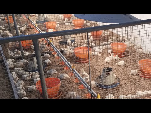 Poultry farm day 6 brooding and feeding management || 1st week 1200 broiler chicks routine work