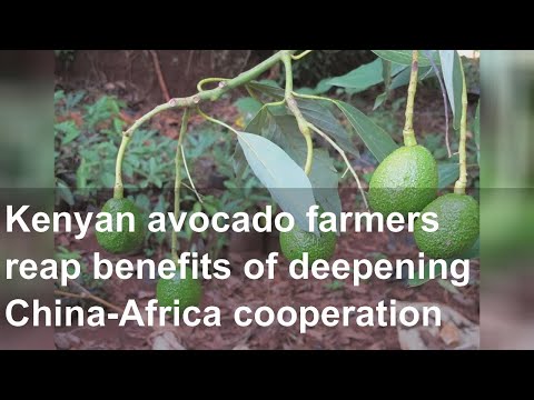 Kenyan avocado farmers reap benefits of deepening China-Africa cooperation