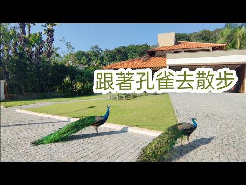 跟著孔雀去散步🦚