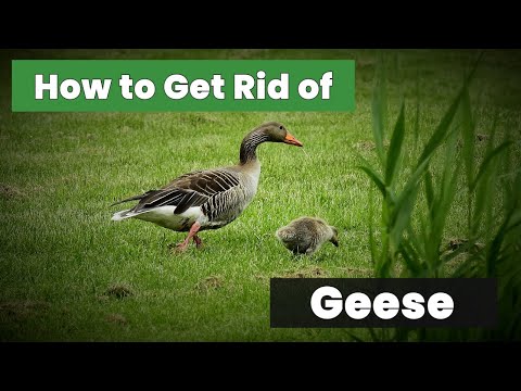 Expert Tips: How to Get Rid of Geese Without Hassle