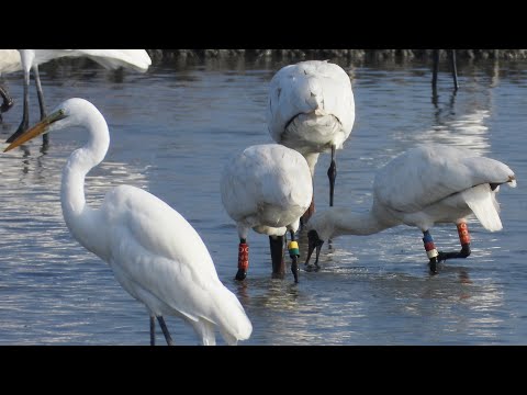 東港鎮的黑面琵鷺Platalea minor 56E+07E （2024 11 25）