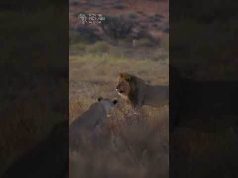 Three's a crowd. #lion #lioness #lions  #kalahari #wildlife #safari #africansafari #kgalagadi