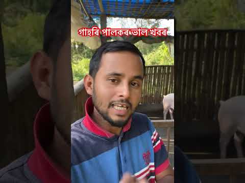 গাহৰি পালকৰ ভাল খবৰ|#gahori  #farming #pig  #agriculture  #assam