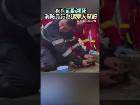 狗狗從火災現場被救出,消防員的英勇行為感動全網!#寵物 #動物 #善良 #感動 #shorts