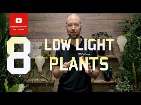 8 Plants that handles low light well 💡🪴