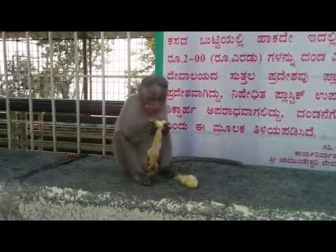 Monkey eating banana at Chamundi Hills