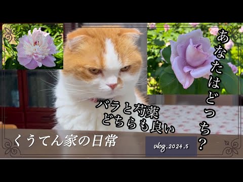 【暮らしのvlog】長居公園にバラ、シャクヤクを見に行った/40代主婦/猫との暮らし