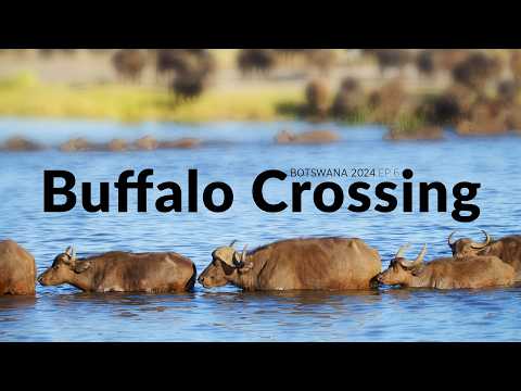 Buffalo Crossing the Chobe River and Muchenje Campsite - Botswana 2024 Wildlife Filmmaking BTS Ep6