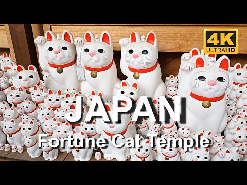 Seeking $$ Luck at Lucky Cat Temple and Sumo Shrine | 4K walking tour