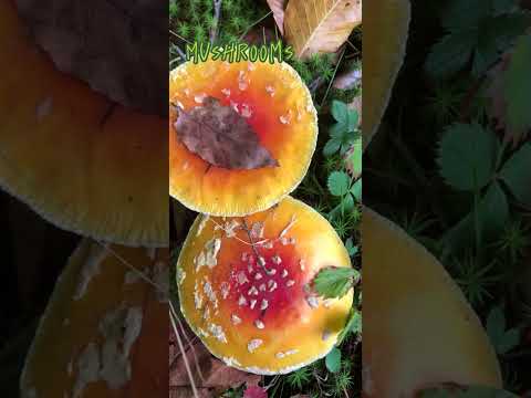 枫林里的蘑菇. Mushrooms in my forest