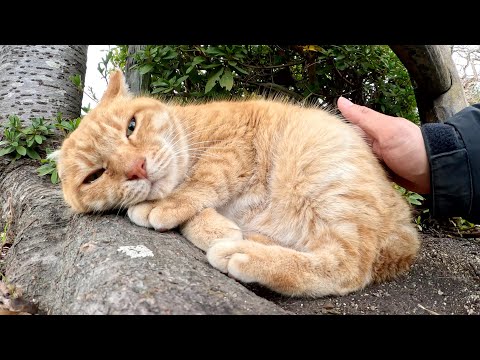 Cat missing one ear curls up and gets massaged by human