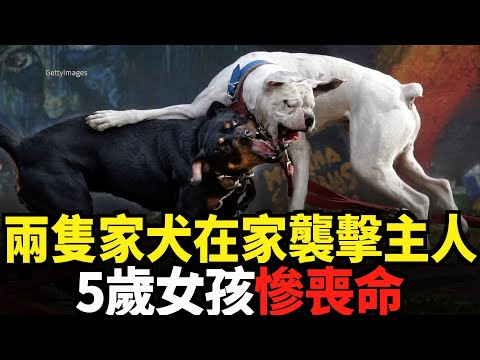 兩隻家犬在家襲擊主人 五歲女孩慘喪命｜今日加州