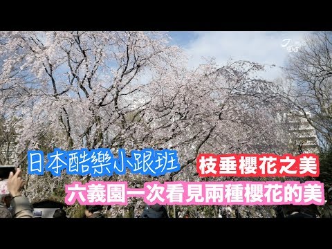 【日本酷樂小跟班】抓住賞櫻的尾巴！六義園一次看見兩種櫻花的美