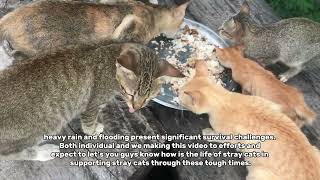 We worry about stray cats life during flood season they need our help