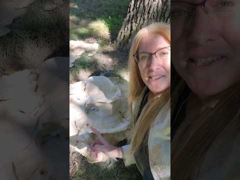 What is this huge mushroom! Many people are posting it and wondering #ediblefungi #wildmushrooms